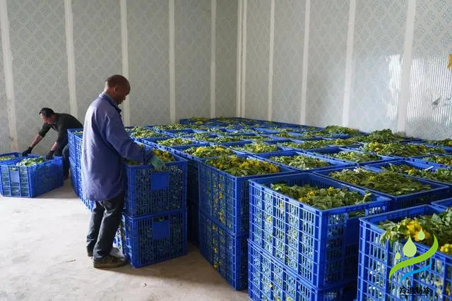 果蔬氣調(diào)冷庫