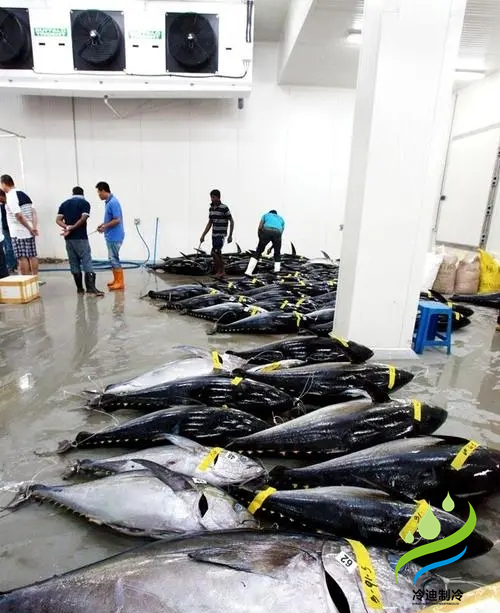 海鮮金槍魚超低溫冷庫